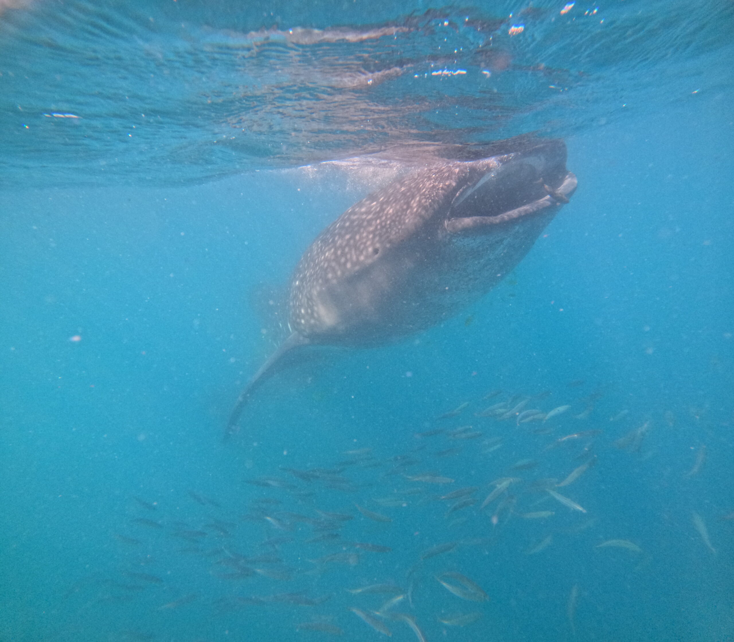 Whale Shark Expedition