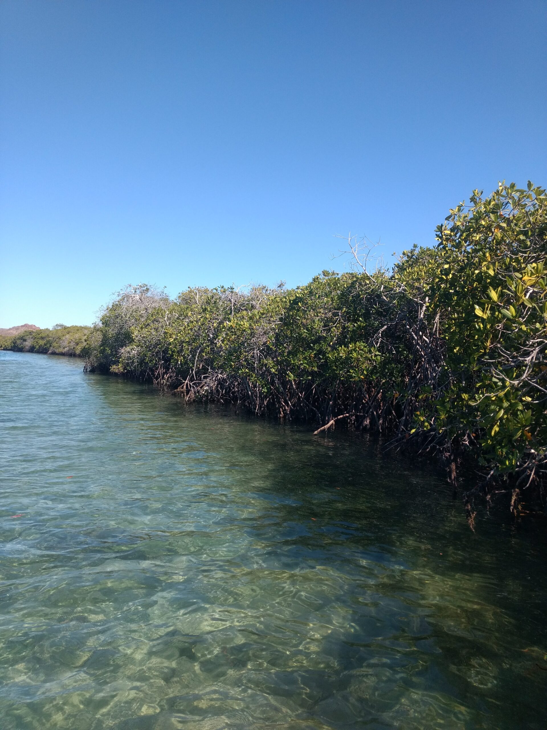 Mangroves Exploration