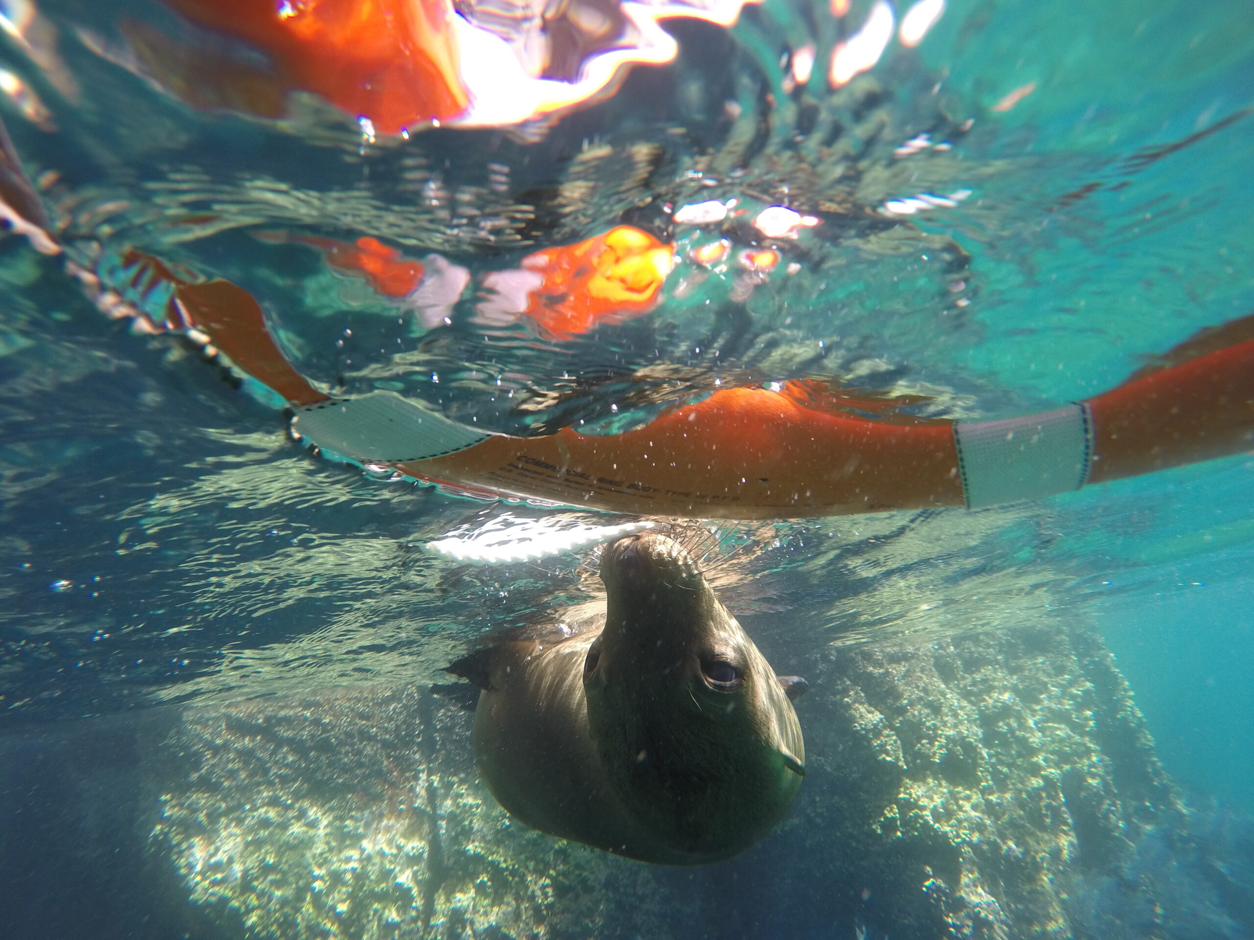 sea lion